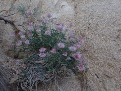 Trifolium dedeckerae