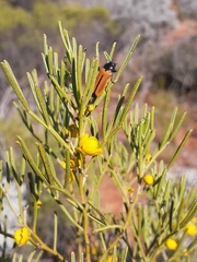 Castiarina parallelipennis