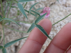 Trifolium dedeckerae