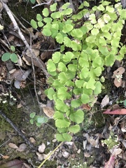 Adiantum jordanii image