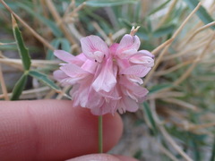 Trifolium dedeckerae