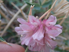 Trifolium dedeckerae
