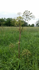 Angelica atropurpurea