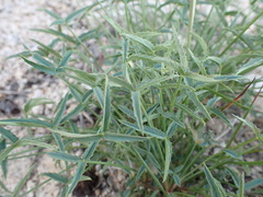 Trifolium dedeckerae