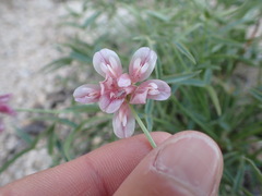 Trifolium dedeckerae