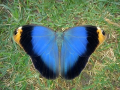 Caligo beltrao