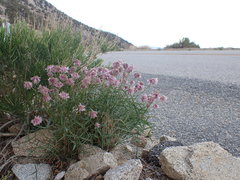 Trifolium dedeckerae