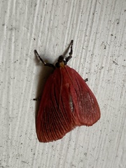 Arctioblepsis rubida