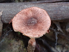 Lepiota haemorrhagica