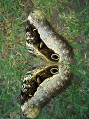 Caligo beltrao
