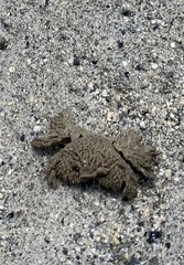 Pilumnus vespertilio