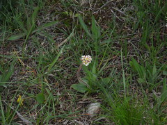 Micranthes rhomboidea