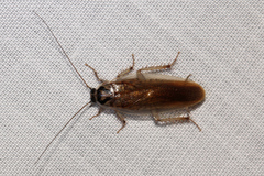 Johnrehnia solida