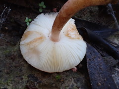 Lepiota haemorrhagica