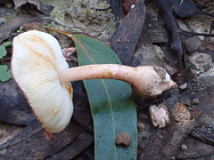 Lepiota haemorrhagica