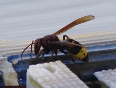 Vespa orientalis