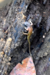 Sphenomorphus sabanus