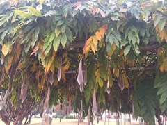 Wisteria floribunda
