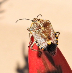 Agonoscelis versicoloratus