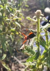 Poecilobdallus formosus