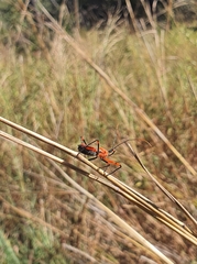 Poecilobdallus formosus