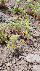 Mimetanthe pilosa