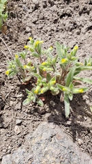 Mimetanthe pilosa