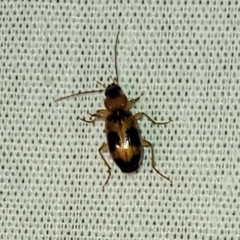 Badister neopulchellus