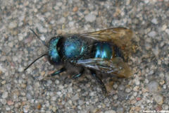 Osmia ribifloris