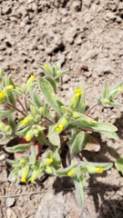 Mimetanthe pilosa
