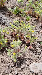 Mimetanthe pilosa