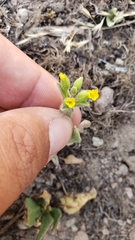 Mimetanthe pilosa