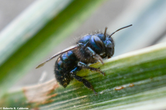 Osmia ribifloris