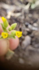 Mimetanthe pilosa