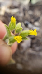 Mimetanthe pilosa
