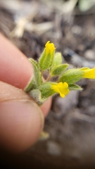 Mimetanthe pilosa