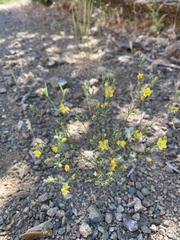 Hesperolinon breweri