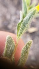 Mimetanthe pilosa