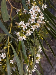 Myoporum platycarpum platycarpum