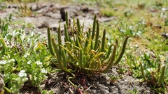 Myosurus apetalus montanus