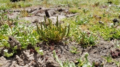 Myosurus apetalus montanus