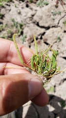 Myosurus apetalus montanus