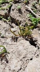 Myosurus apetalus montanus