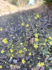 Hesperolinon breweri