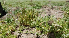 Myosurus apetalus montanus