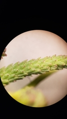 Myosurus apetalus montanus