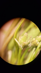 Myosurus apetalus montanus