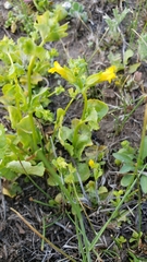 Erythranthe arvensis