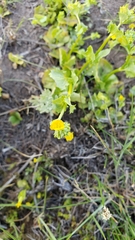 Erythranthe arvensis