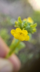 Erythranthe arvensis